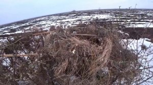 Весенняя охота на гуся 2025. На кукурузных полях.