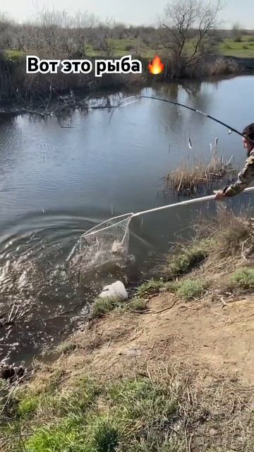 Попался мой золотой 😁 #рыбалкадагестан #рыбалка #охот смотреть онлайн
