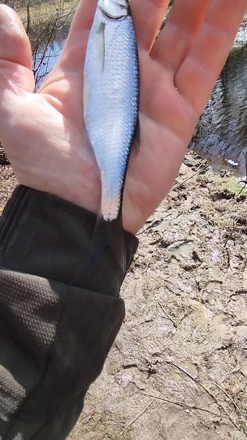 Рыбалка на поплавок.Уклейка начинает клевать. #рыбалк? смотреть онлайн