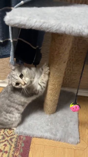 Идеальная кошка