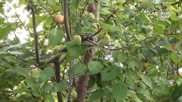 Алыча в Средней полосе России смотреть онлайн