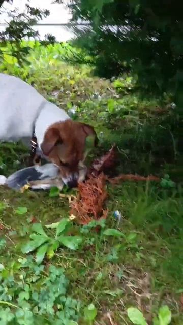 Жасмин Белый Цветок убила птицу Куклухай смотреть онлайн