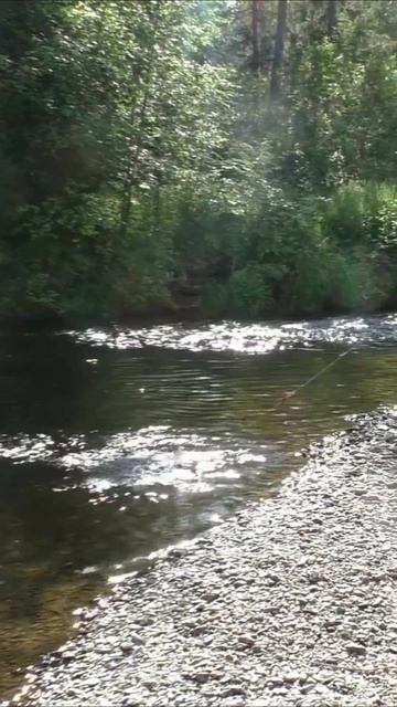 114 Клев рыбы Хариус на Обманки Поплавок #иииразум #рыба