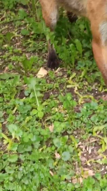 Лиса не Алиса ( это Фенечка)#лиса#animals#fox смотреть онлайн