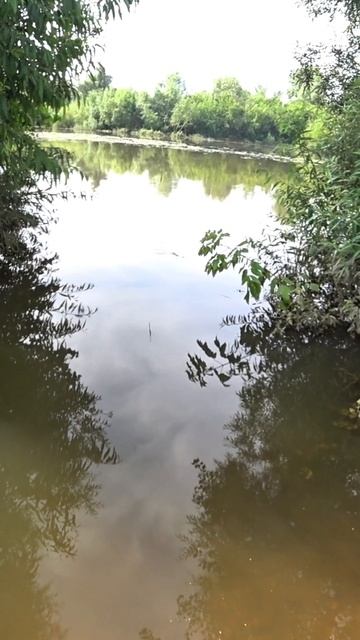 самая красивая рыба в реке #рыбалка #рыбалкавидео #fishing смотреть онлайн