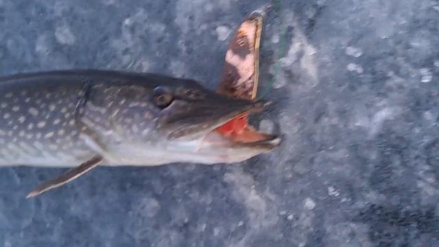 Зимняя рыбалка на спиннинг в заполярье. смотреть онлайн