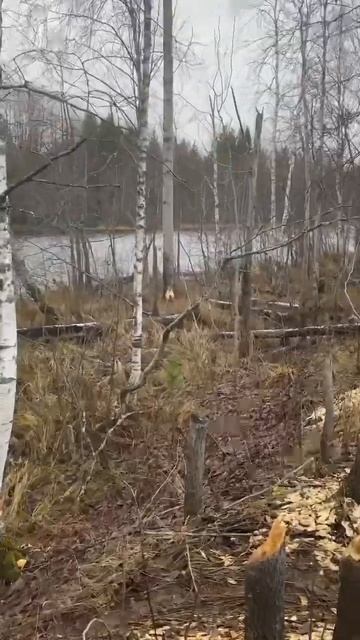 Небольшое путешествие по Архангельской области.