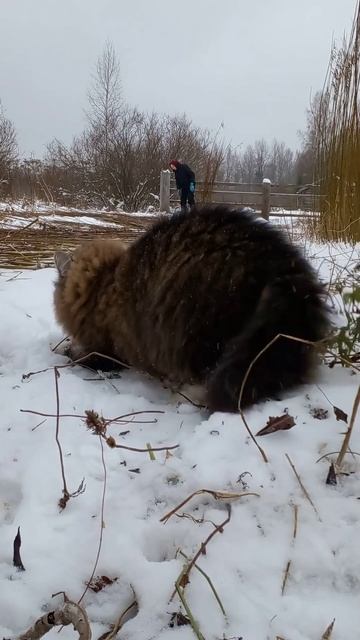 Срезка сортовой ивы - дело нелегкое. Хвостатые помогаю смотреть онлайн