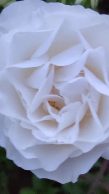 Зацвёл Кофе Латте#ольгамурзик #дача #москва #гортензия смотреть онлайн