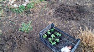 Размножение дербенника иволистного семенами