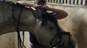 Конный влог/Конь Артист /valeria_skills
