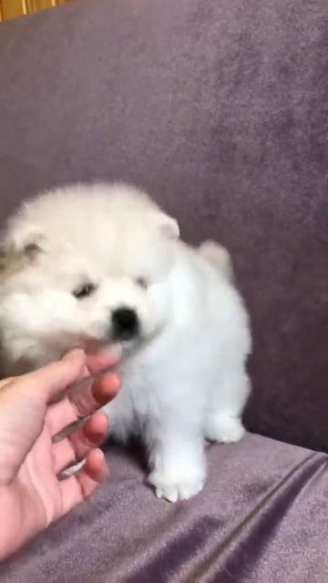 Белая девочка шпиц и чихуахуа