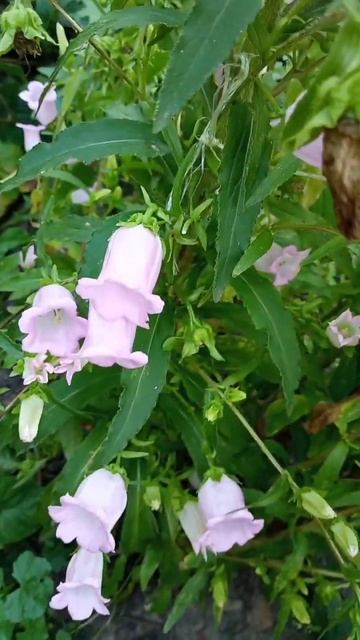 кто любит колокольчики?заходите!!! смотреть онлайн