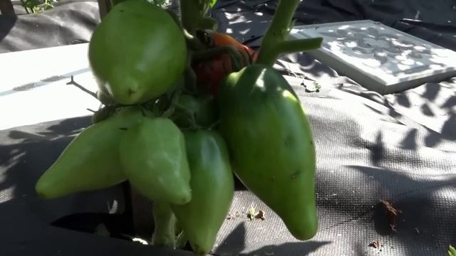 Томатный Гном Головорез в открытом грунте всегда спее смотреть онлайн