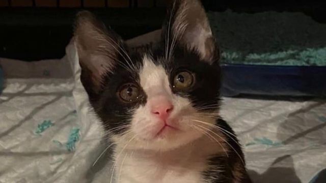 Женщина заметила на дороге хрупкий комочек, который б?