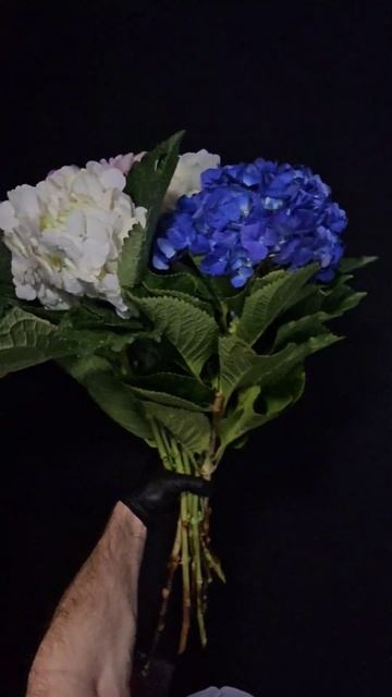 гортензия #flowers #shortvideo #цветы