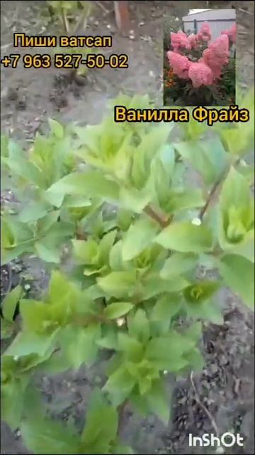 С любовью к Гортензии❤️ смотреть онлайн