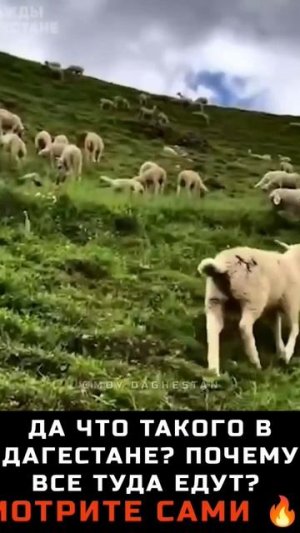 Приезжайте в гости друзья, Дагестан Вас ждёт )). #дагестан #отдых #туризм