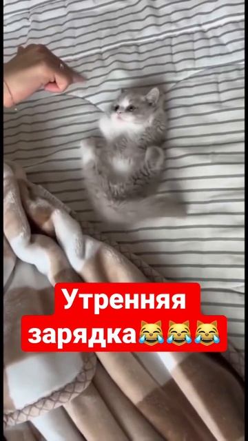 Утренняя зарядка! #животные #приколы #смешныекошки #смешныеживотные #shotrs #cat #funnyvideo смотреть онлайн