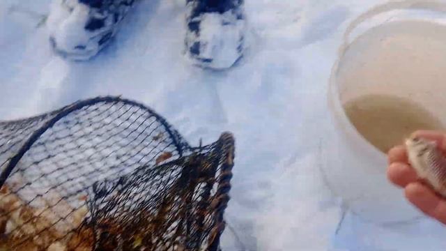 рыбалка по первому льду. рыбалка на вершу, ловим карас? смотреть онлайн