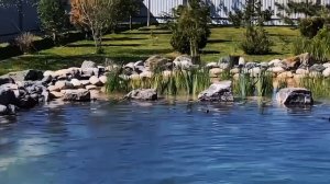 Красивый пруд | построить пруд | пруд без химии