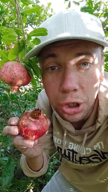 Лучше фрукт чем Ф - 1 #НЕДОБЛОГЕР #NEDOBLOGER #ф1 #гранат #черн? смотреть онлайн