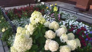 Гортензия Little spooky (литл споки)