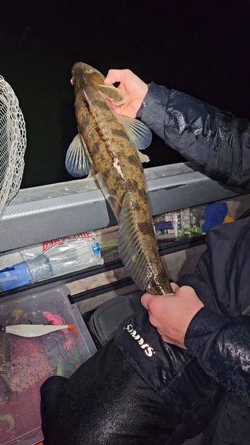 Трофейная рыбалка с гидом Spinningist63 в Самаре на Волге #ры