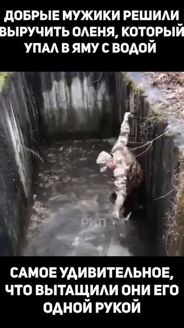 ❤️ Добрые мужики решили выручить оленя, который упал
