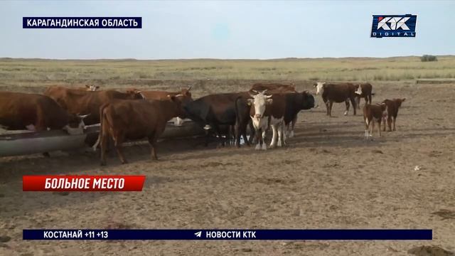 Бруцеллез выявили у коров сразу в 8 селах Карагандинской области смотреть онлайн