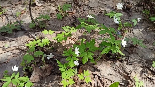 Осинская лесная дача. Апрель. Первоцветы. смотреть онлайн