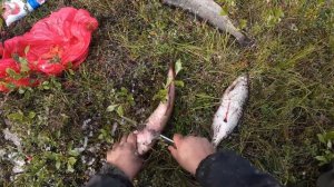 Рыбалка на севере Якутии