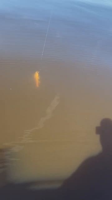 Рыбалка на Волге #fishing #охотарыбалка #рыбалка #fish #судак смотреть онлайн