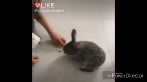 Viki Show в like/ вики шоу в лайк./ Inga DIY