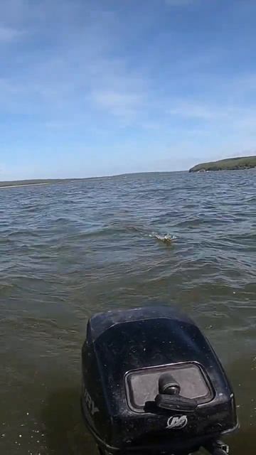 Jaxon Holo Select Ferox #shorts #fishing #youtubeshorts #рыбалка смотреть онлайн