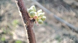 Первая и самая важная обработка персика.