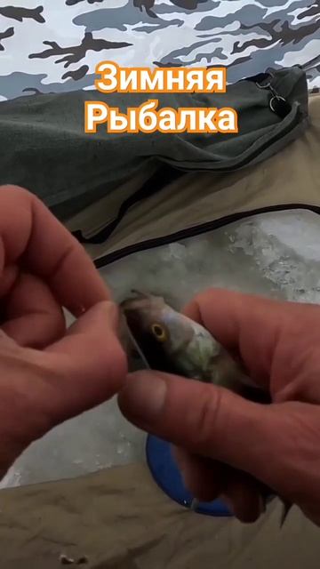 Зимой Рыбалка на окуня🐠#зимняяловлярыбы #окуньнамор? смотреть онлайн