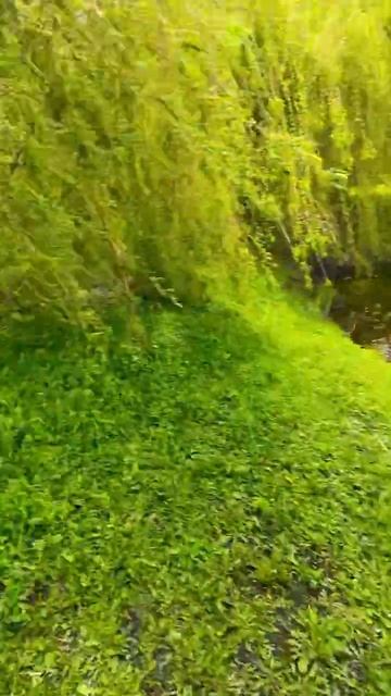 #киш #fishing #подписка #рыбалка #клип #carpfishing #князь #carp #кор смотреть онлайн