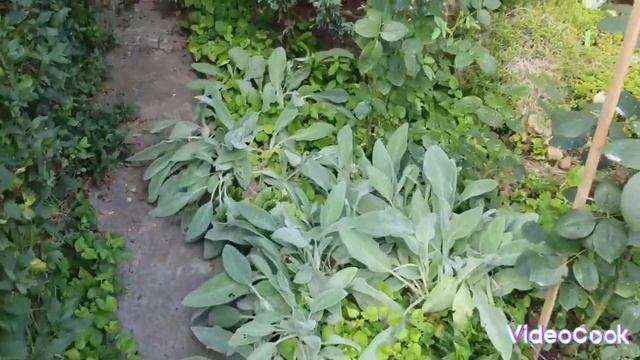 Приглашение!🌹Видео каталог растений нашего сада! смотреть онлайн