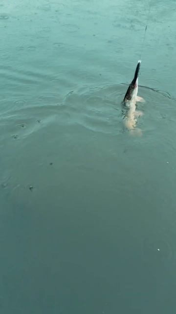 Малышка-щучка плывет домой. Со спиннингом и воблерами