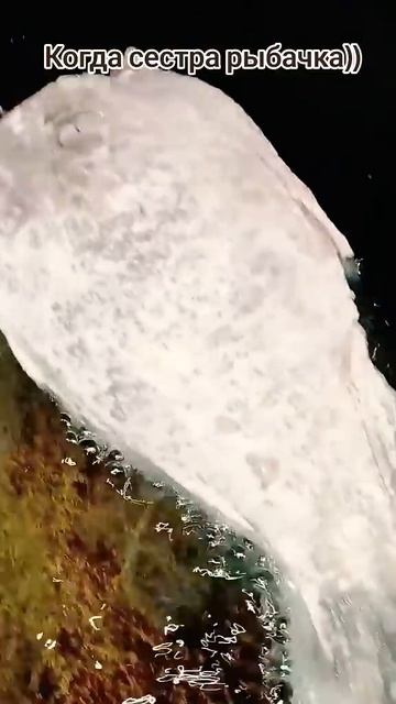Сестра сходила на рыбалку. #поварсюмором #рыбка #жарен? смотреть онлайн