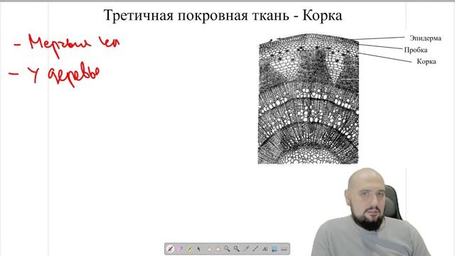 ТКАНИ РАСТЕНИЙ для ЕГЭ по БИОЛОГИИ |Ботаника| ЕГЭ БИОЛ?