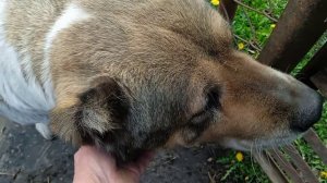 Алабай очень умная порода собак