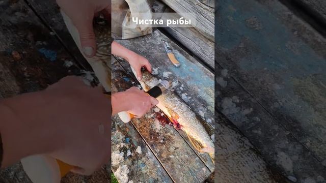 Электрическая рыбочистка. Очень быстро чистит щуку #р? смотреть онлайн