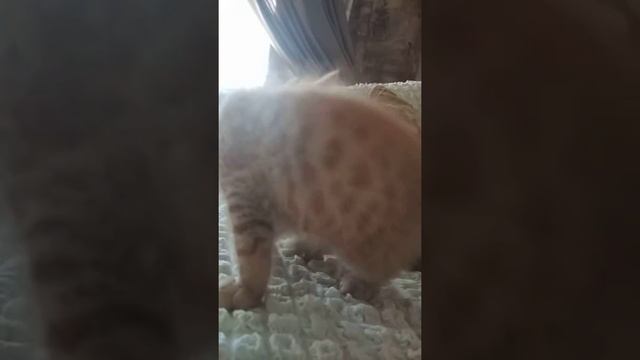 Сосиска.. 😸😺😱Я НЕТ , НЕ ЕЛ!!! смотреть онлайн