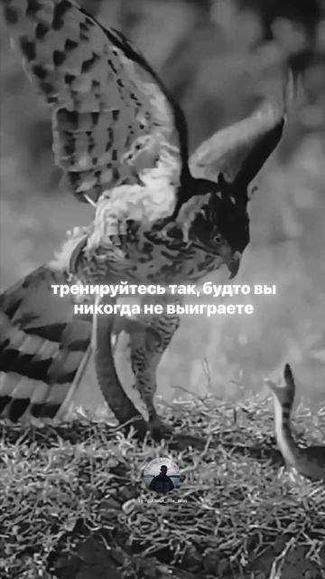 Только так побеждают! Tg - @About_life_leon #саморазвитие #motivation #успех #бизнес смотреть онлайн