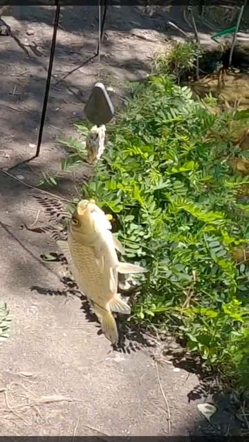 Без удочки тягаю одного за одним #клюнетобязательно