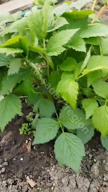 Рассада и саженцы в Тульской области. Малина ремонтан? смотреть онлайн