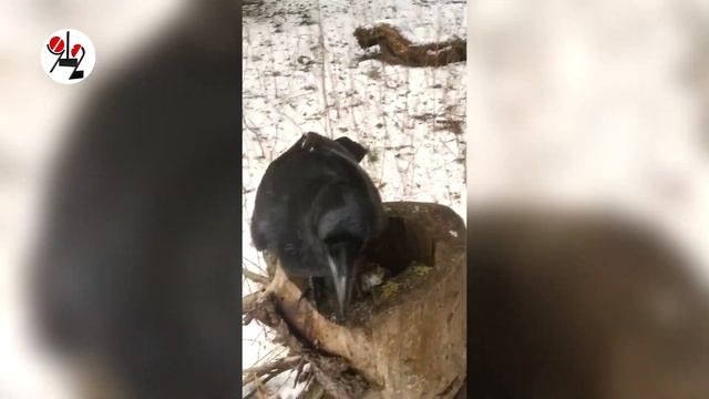Умный ворон выполняет команду апорт.Real video смотреть онлайн