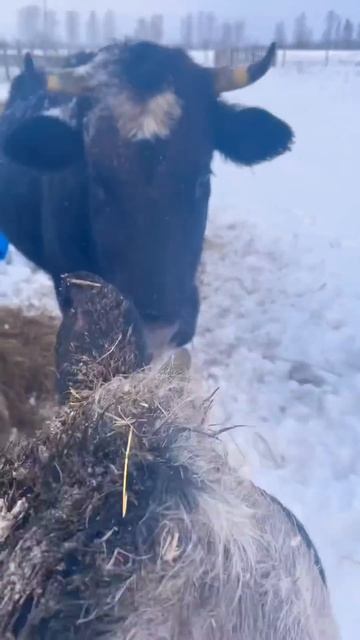 Только свежий воздух #animals #ферма #сарай #животные #семе смотреть онлайн